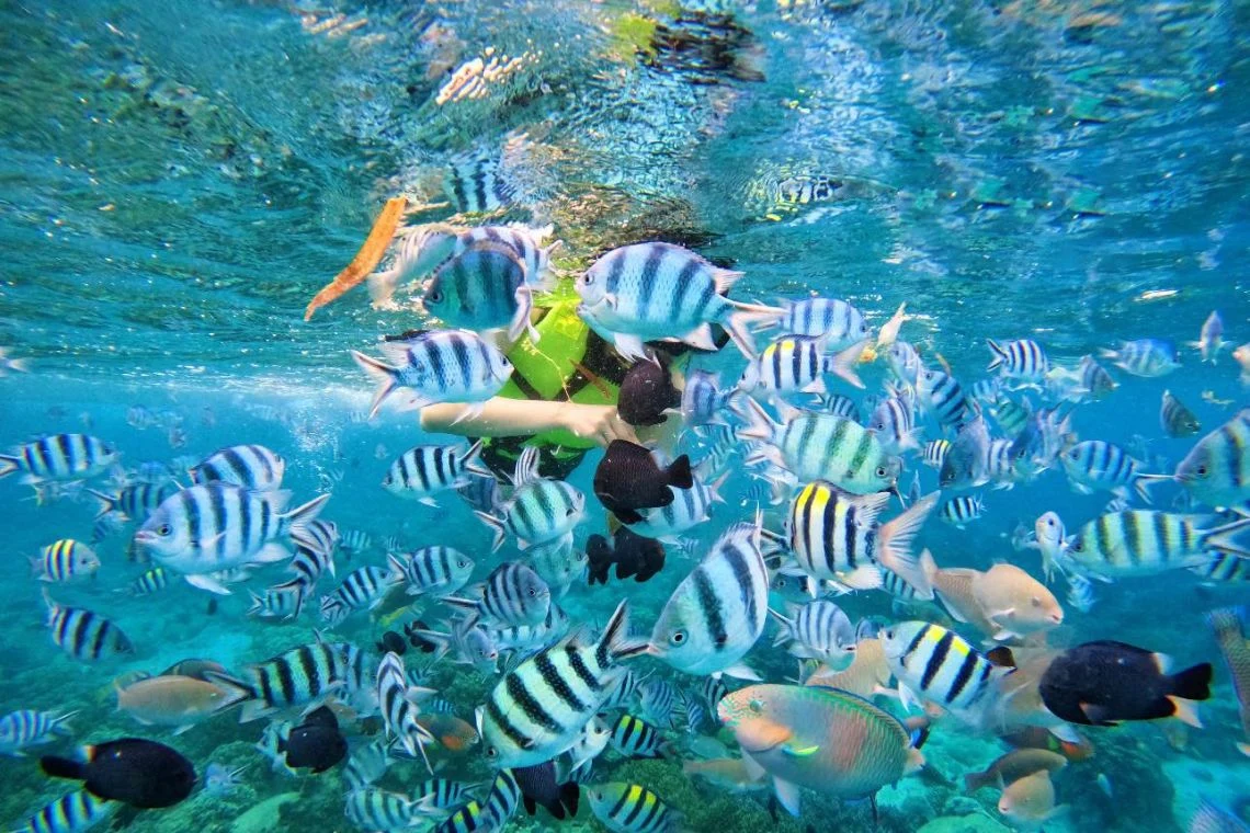 Khám phá lặn ngắm san hô Hòn Tằm Nha Trang cùng ULATOUR